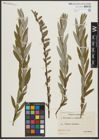 Foto von Salix repens L. x Salix viminalis L.